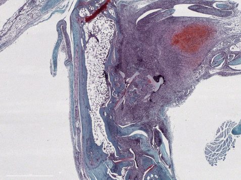 Ectopic cartilage Safranin O staining