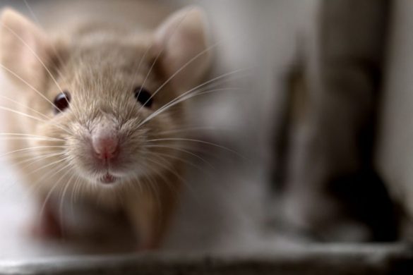 MEDIUM_CUTE MOUSE_shutterstock_427832815